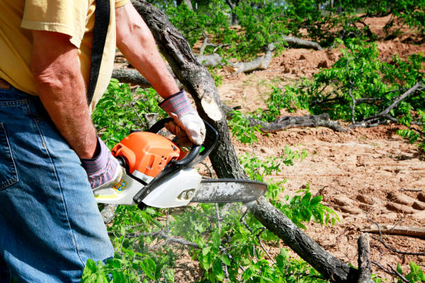 Residential Tree Removal in Five Corners, WA